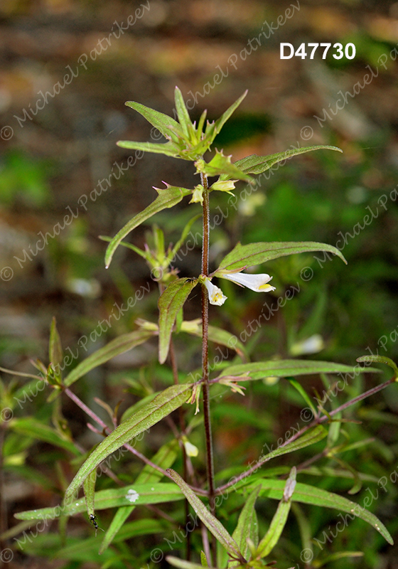 American Cow-wheat (Melampyrum lineare)